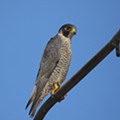 Falcão-peregrino (Falco peregrinus)